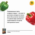 Перец. Выращиваем, ухаживаем и едим