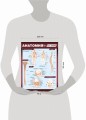 Анатомия. Самая компактная анатомическая таблица