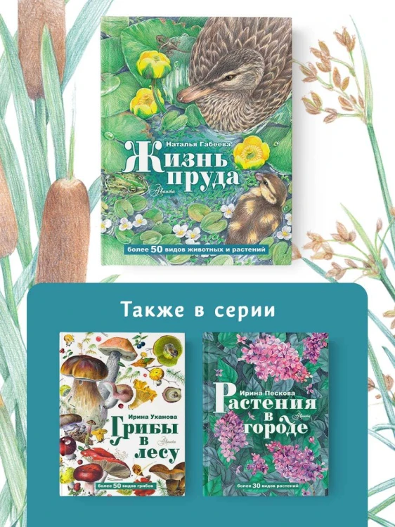Жизнь пруда