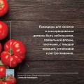 Сеньор Помидор. Выращиваем, ухаживаем и едим