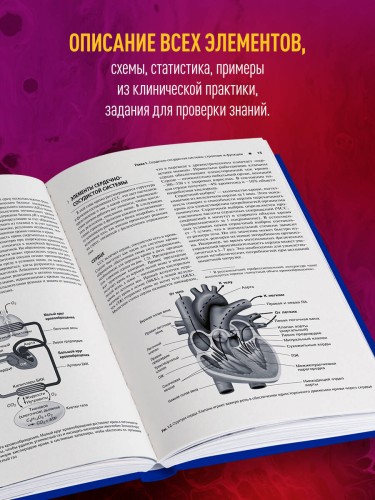 Сердечно-сосудистая система. Анатомия и физиология в покое и при физических нагрузках