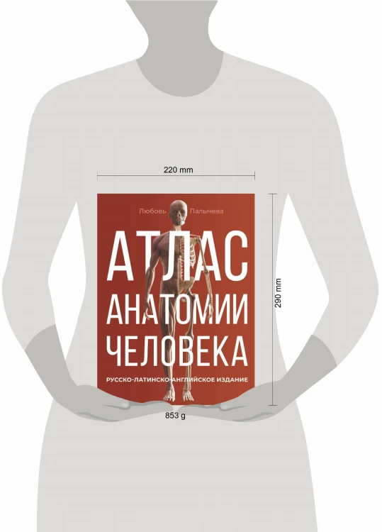 Атлас анатомии человека. Русско-латинско-английское издание