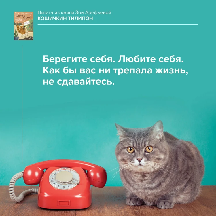 Кошичкин тилипон. Правдиви истори о котиках и их никчемни. Экспресс-помощь для тех, кто застрял в рутине и ищет вдохновение