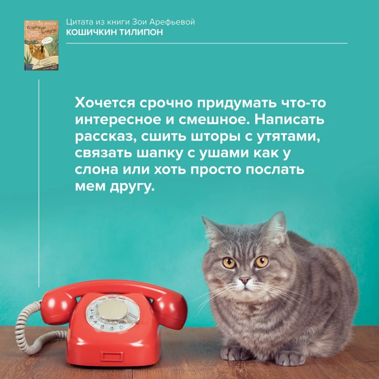 Кошичкин тилипон. Правдиви истори о котиках и их никчемни. Экспресс-помощь для тех, кто застрял в рутине и ищет вдохновение