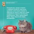 Кошичкин тилипон. Правдиви истори о котиках и их никчемни. Экспресс-помощь для тех, кто застрял в рутине и ищет вдохновение