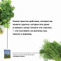 Почем пучок. Как выращивать свою зелень