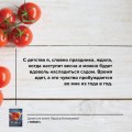 Томат. Выращиваем, ухаживаем и едим