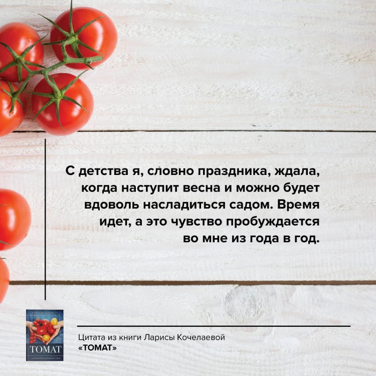 Томат. Выращиваем, ухаживаем и едим