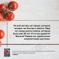Томат. Выращиваем, ухаживаем и едим