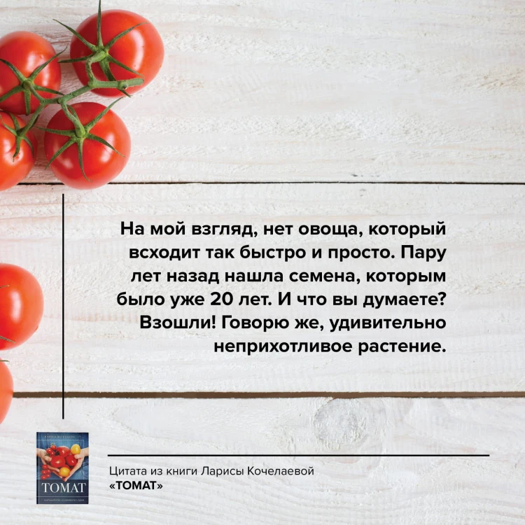 Томат. Выращиваем, ухаживаем и едим