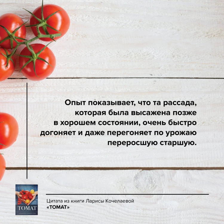 Томат. Выращиваем, ухаживаем и едим
