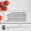 Томат. Выращиваем, ухаживаем и едим