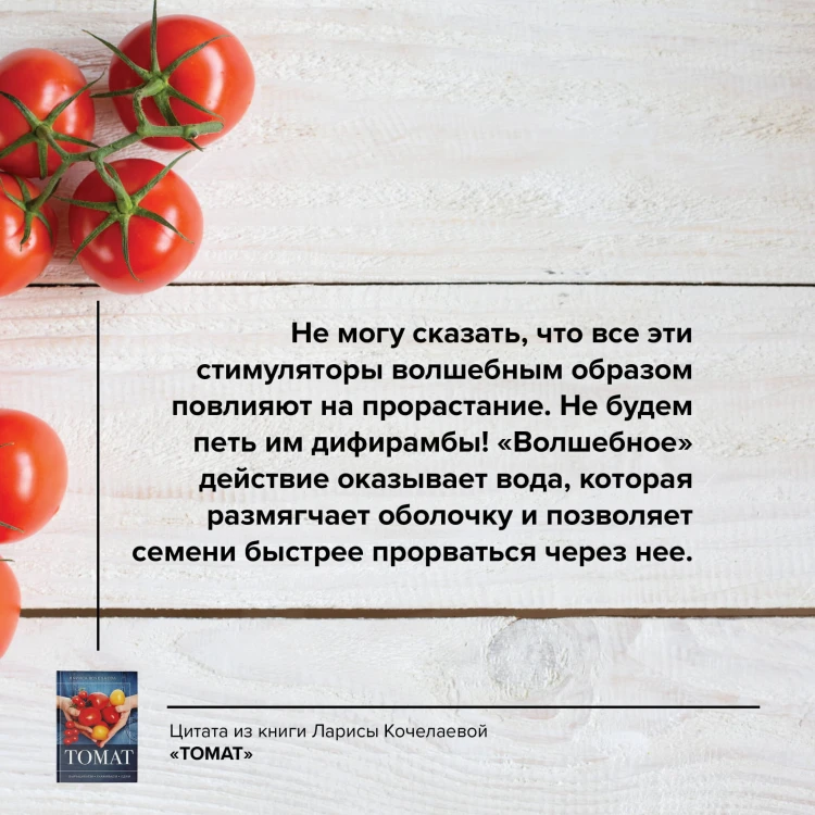 Томат. Выращиваем, ухаживаем и едим
