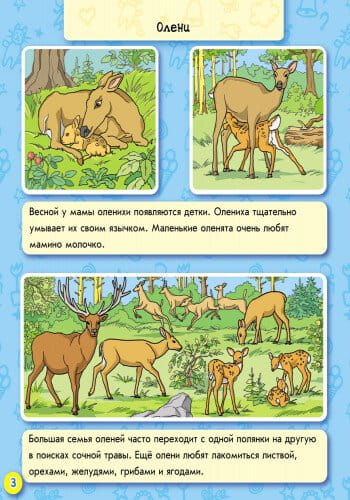 Животные леса4.jpg