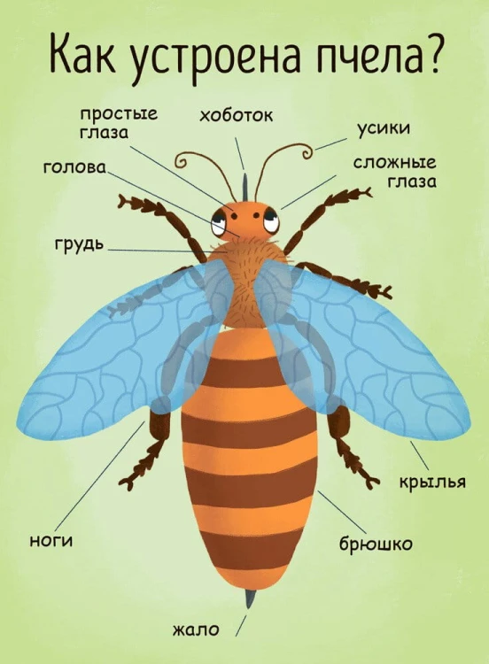 Как получается мёд 5.jpg