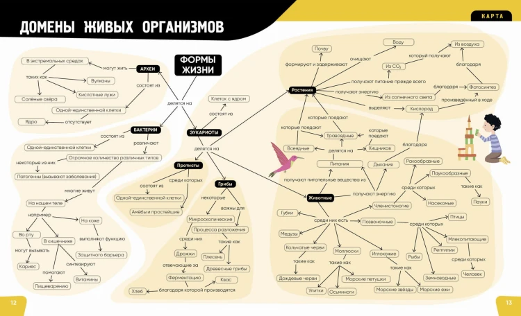 Тело человека. Самая анатомическая энциклопедия