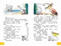 Это что за птица? Сказки. Рисунки В. Сутеева
