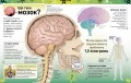 Карколомний мозок. Імпульсивні нейрони, мінливі синапси, хвостаті аксони