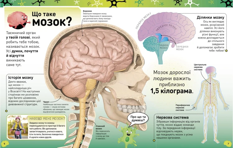 Карколомний мозок. Імпульсивні нейрони, мінливі синапси, хвостаті аксони
