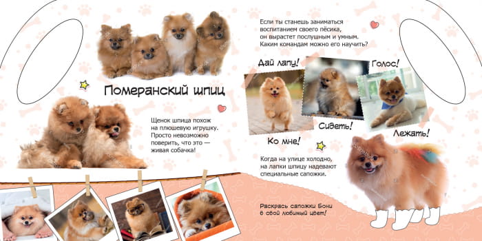 Собачки
