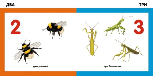 Лічимо комах