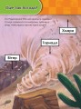 Тачки (вік 5-6 років).