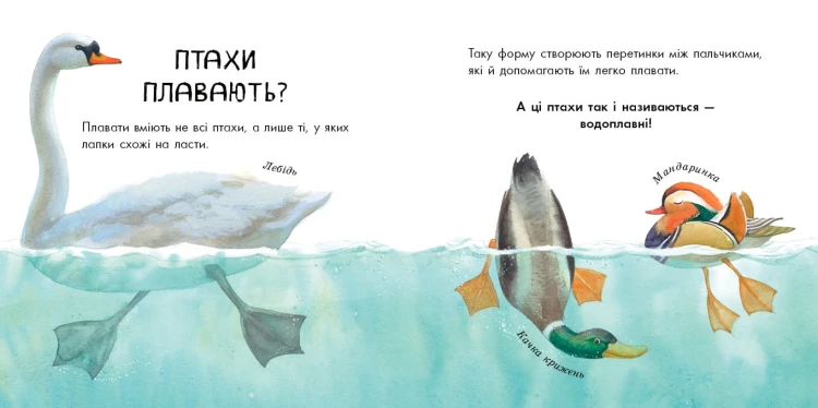 Птахи різні та дивовижні