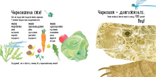 Куди поділася черепаха?