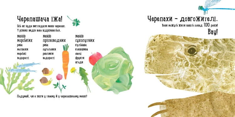 Куди поділася черепаха?