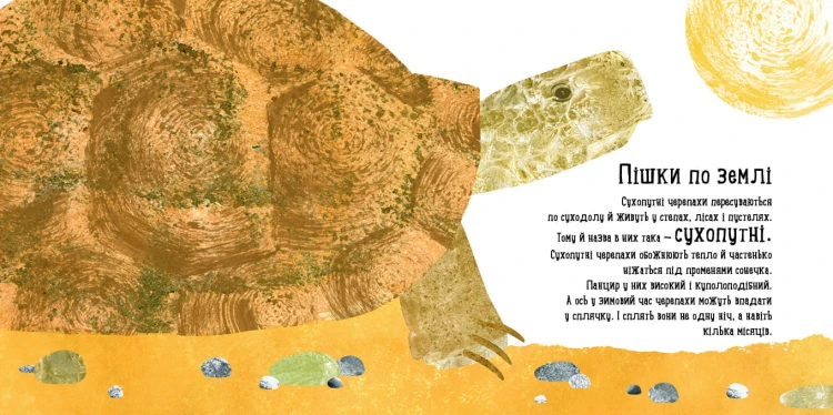 Куди поділася черепаха?