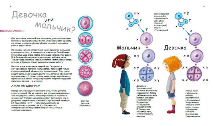 X и Y, девочка или мальчик?