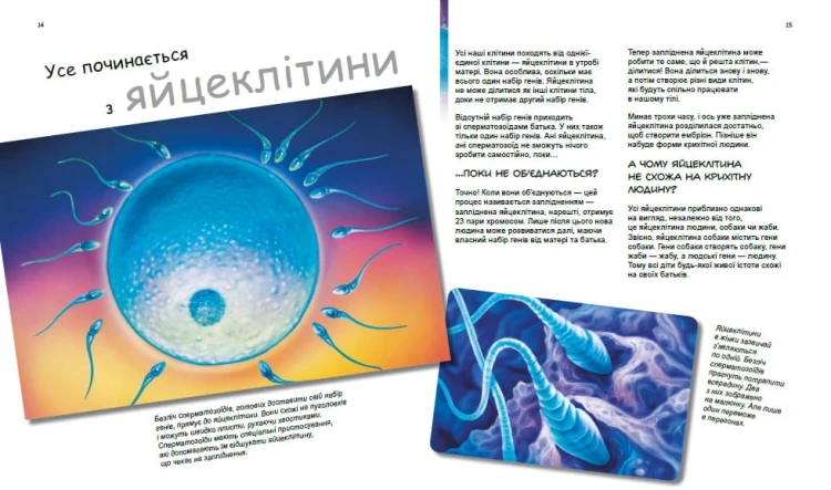 X та Y, дівчинка або хлопчик?