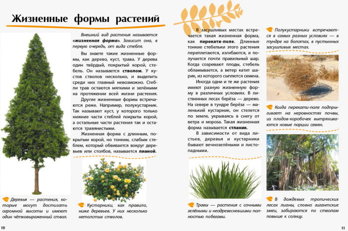 Растения