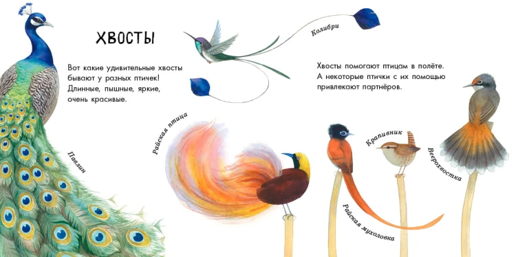 Птицы разные и прекрасные
