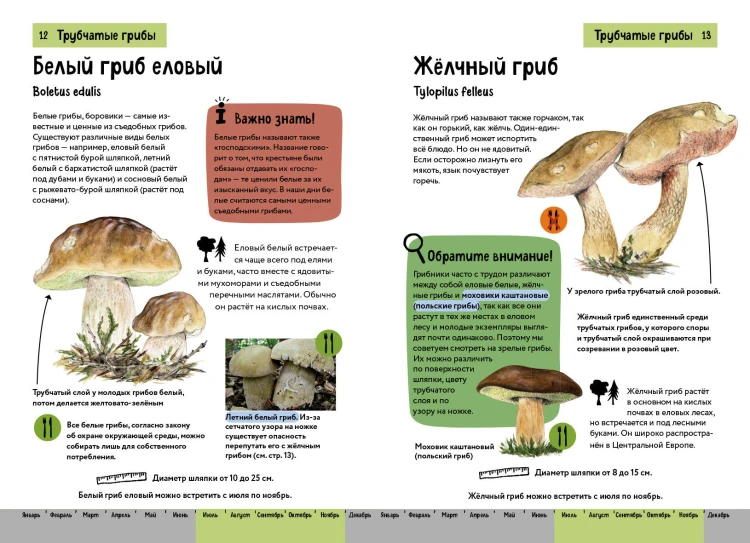 Грибы. Краткий иллюстрированный справочник