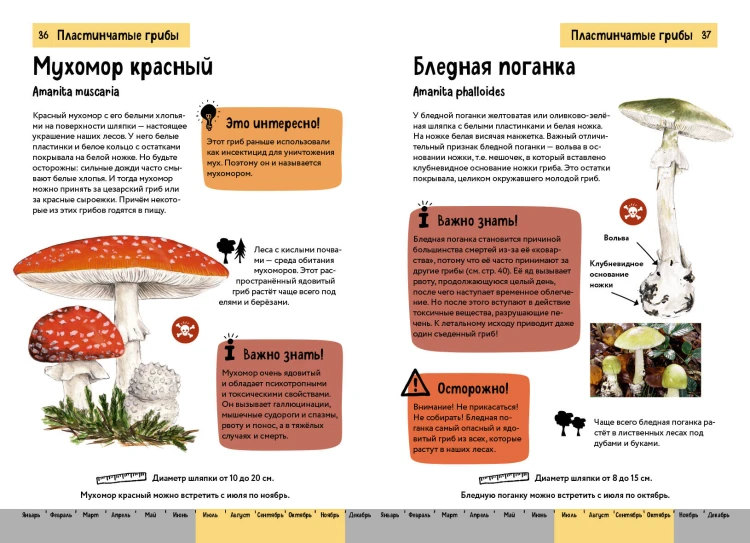 Грибы. Краткий иллюстрированный справочник