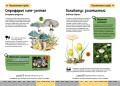 Грибы. Краткий иллюстрированный справочник