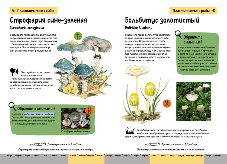 Грибы. Краткий иллюстрированный справочник