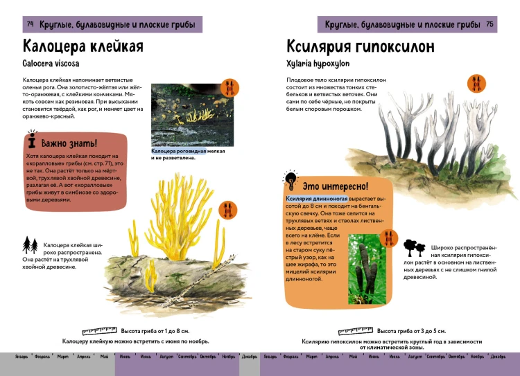 Грибы. Краткий иллюстрированный справочник