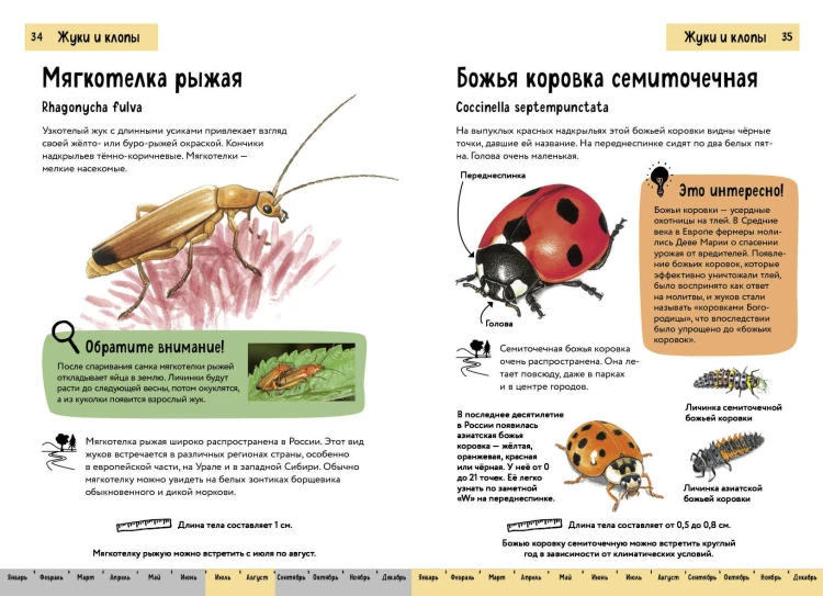 Насекомые. Краткий иллюстрированный справочник