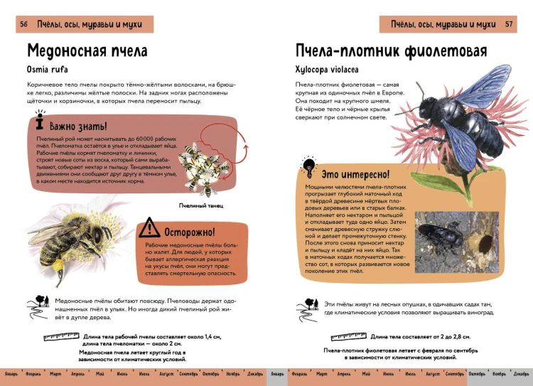 Насекомые. Краткий иллюстрированный справочник