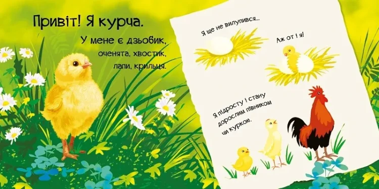 Знайомся, я курча2.webp