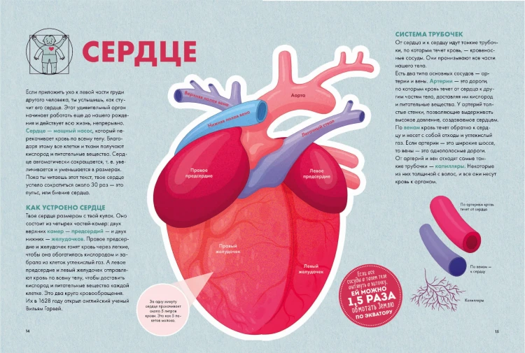 Твое тело. Как оно работает и меняется