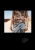 6.webp