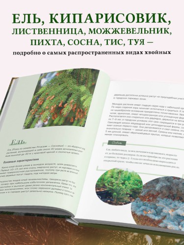 Роскошные хвойные. Виды, посадка, уход