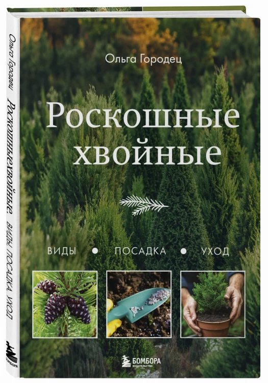 Роскошные хвойные. Виды, посадка, уход