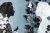 005.webp