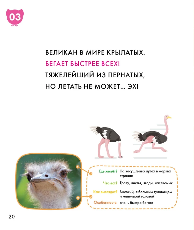 Птицы
