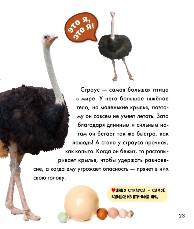 Птицы