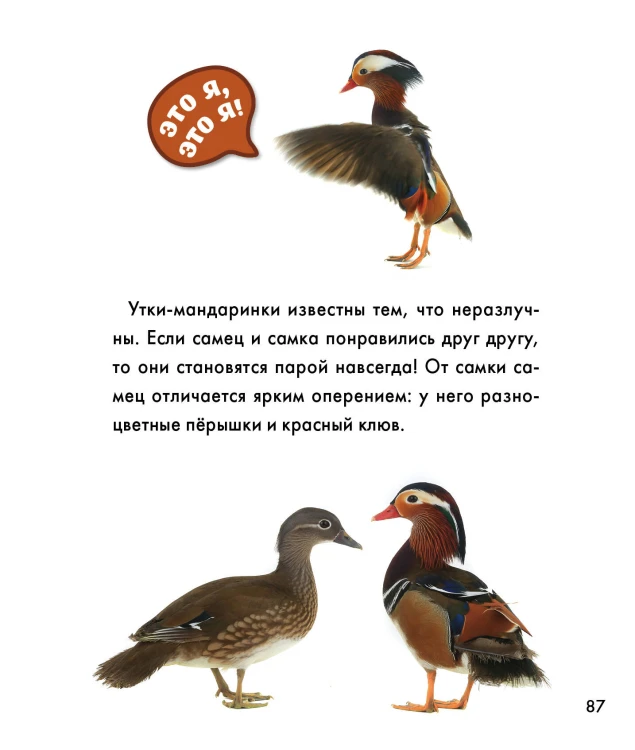 Птицы